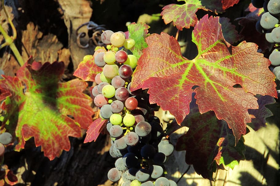 green and grapes fruit during daytime, vineyard, wine, winery HD wallpaper