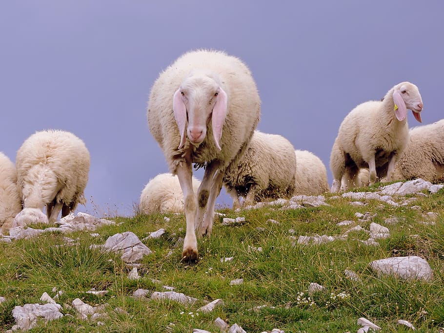 Sheep, Flock, Animal, Mountain, Grass, meeting, outdoors, nature HD wallpaper