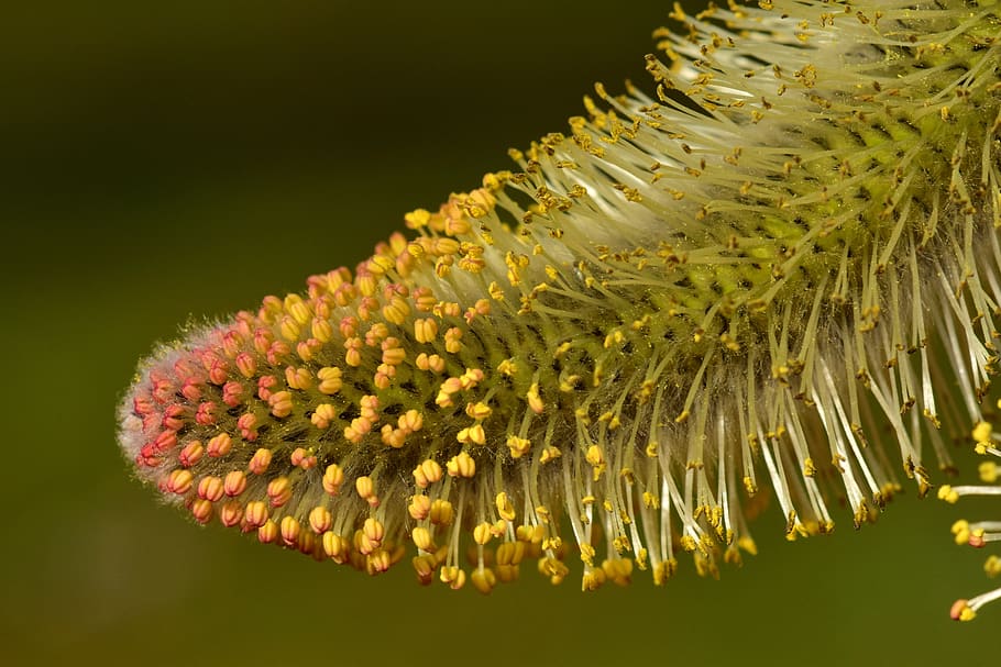 willow catkin, pasture, tender, filigree, flowers, yellow, spring, HD wallpaper