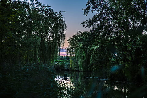 more, reflection, landscape, air, nature, pond, water, willow HD wallpaper