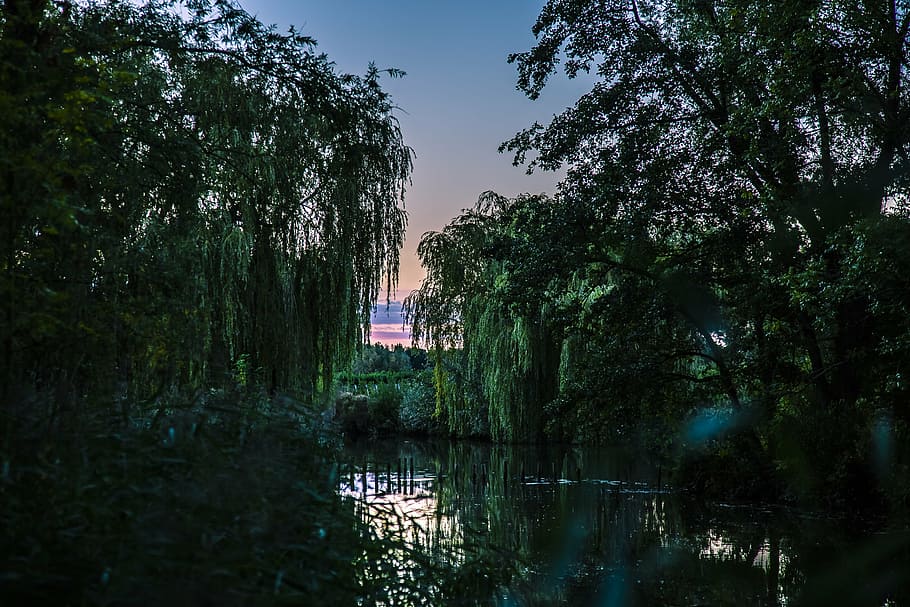 more, reflection, landscape, air, nature, pond, water, willow HD wallpaper