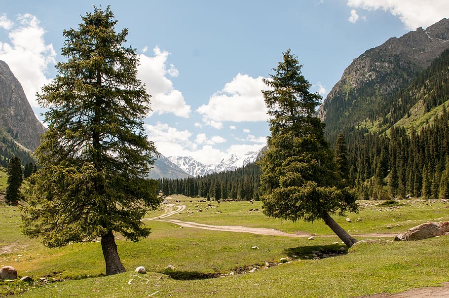 spruce, tree, mountains, sky, kyrgyzstan, nature, forest, branch HD wallpaper