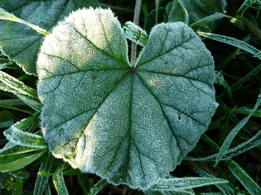 Frost, Ice, Leaf, Winter, Cold, Surface, white, nerves, tomorrow HD wallpaper