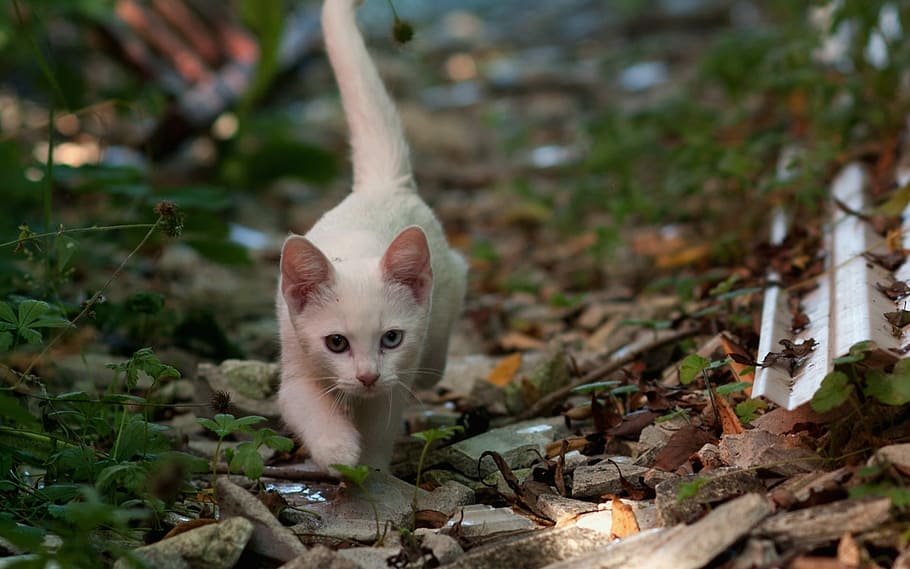 selective focus photography of white kitten walking on floor HD wallpaper