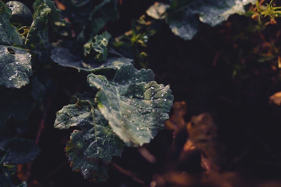 nature, dew, droplet, drops, flora, fresh, green, ground, leaf HD wallpaper
