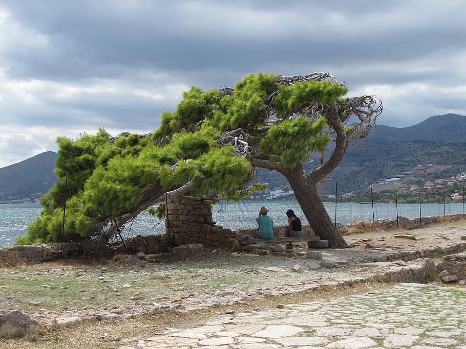 old tree, clouds, sky, nature, green, blue, sea, greece, plant HD wallpaper