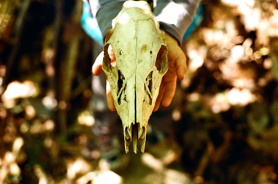 person holding animal skull, person holding white animal skull HD wallpaper