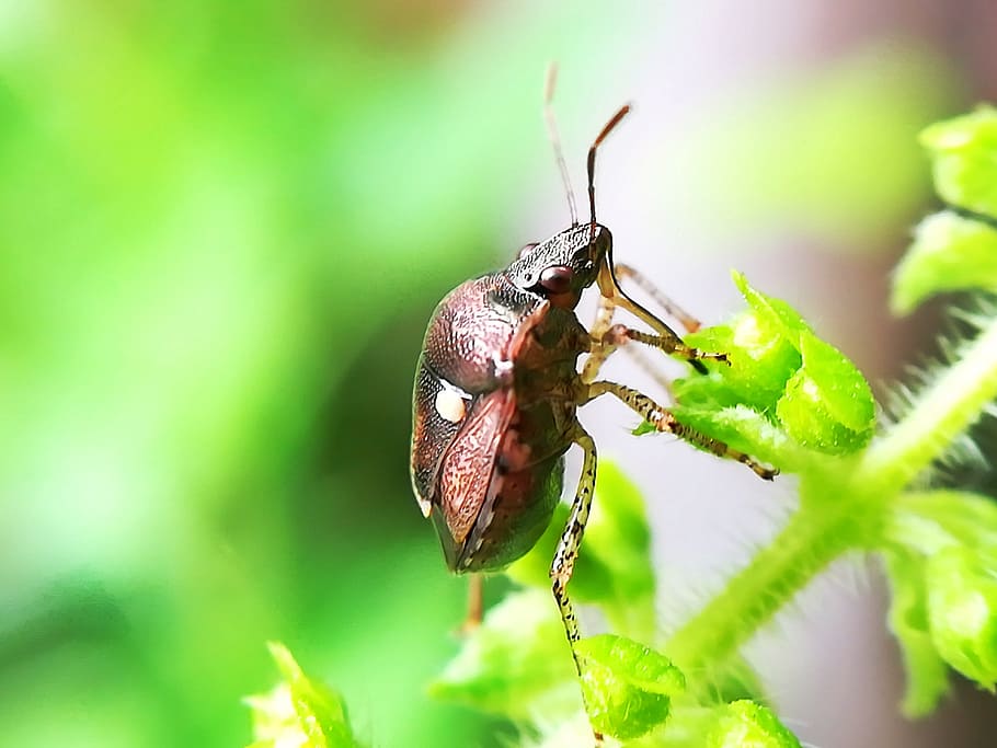 insects, nature, green, animal themes, invertebrate, animal wildlife HD wallpaper