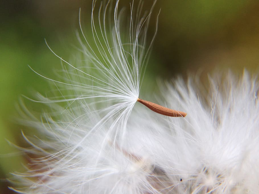 selective focus photograph of white dandelion, nature, light HD wallpaper