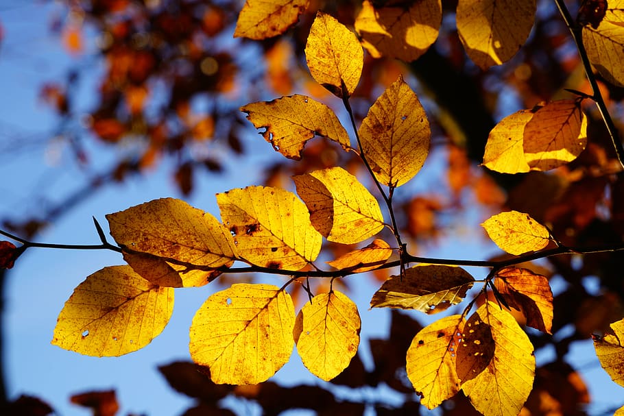 beech leaves, branch, tree, autumn, fall foliage, fall color HD wallpaper