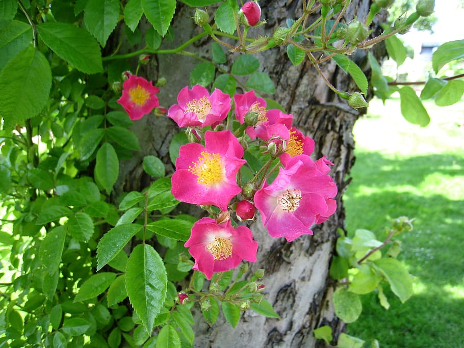 roses, simple, pink, tree, leaf, green, park, summer, plant HD wallpaper