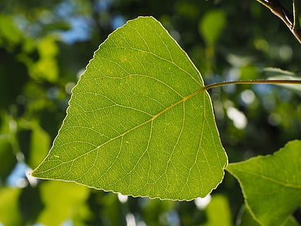 Leaf, Poplar, Veins, Tree, poplar leaf, leaf veins, green, nature HD wallpaper
