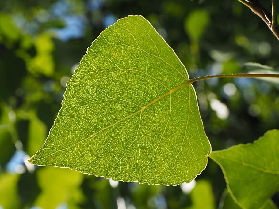 Leaf, Poplar, Veins, Tree, poplar leaf, leaf veins, green, nature HD wallpaper