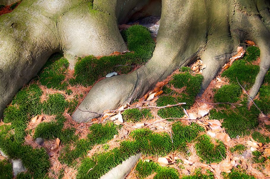 forest, ground, moss, nature, green, tree, leaves, forest floor HD wallpaper