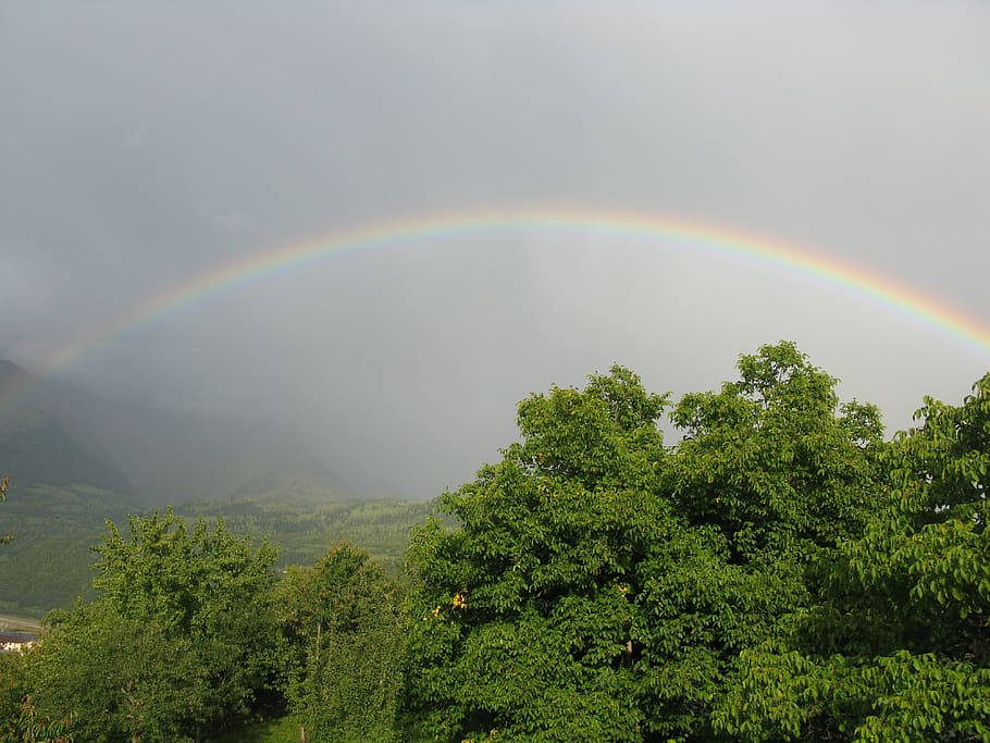 nature, landscape, rainbow, sky, trees, beauty in nature, plant HD wallpaper