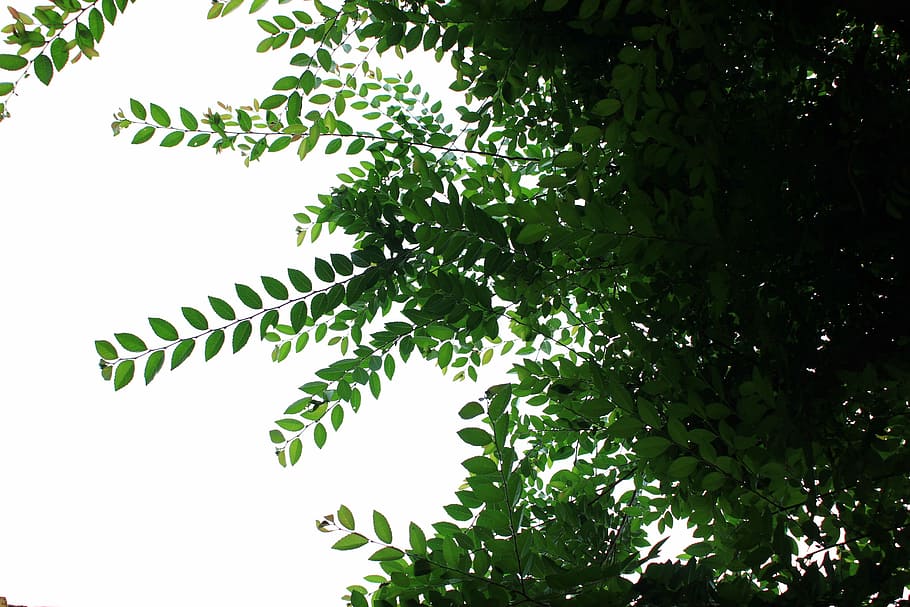 Leaf, Flower, Tree, Wood, tree wood, plant, nature, growth HD wallpaper