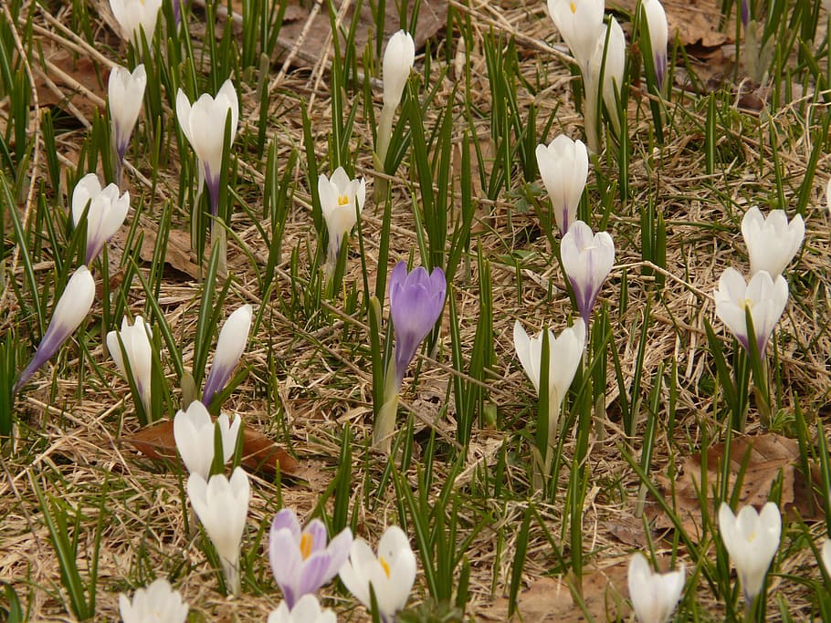 crocus, spring crocus, alpine crocus, flower, flora, bloom HD wallpaper