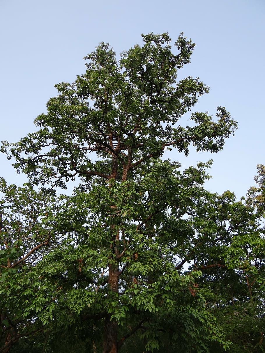 terminalia arjuna, arjun tree, karnataka, india, plant, low angle view