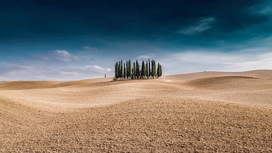 Italy, tall trees under blue sky at daytime, wood, forest, alone HD wallpaper