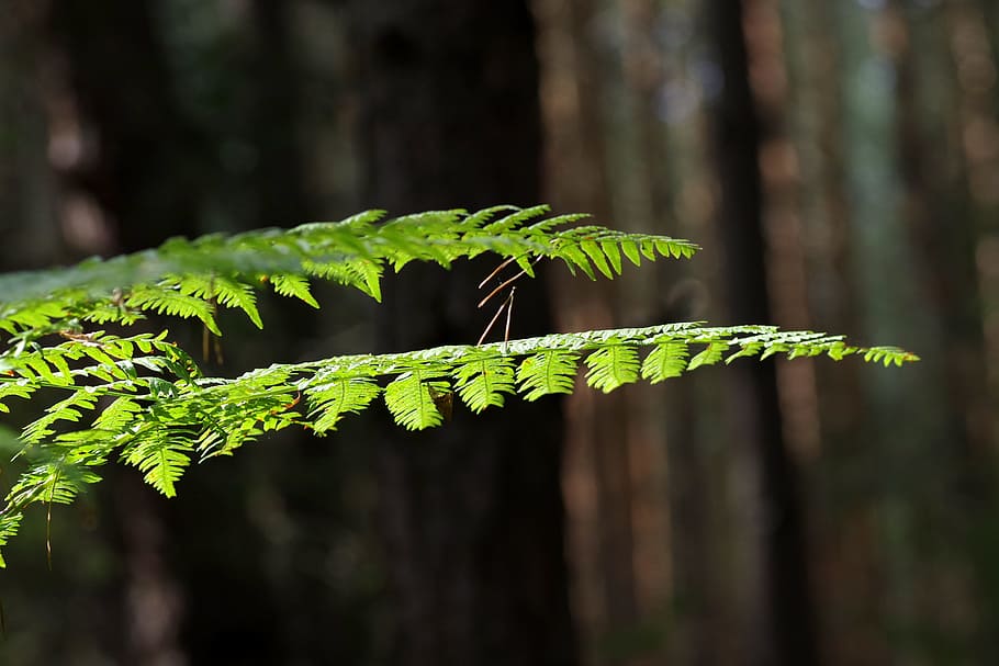 fern, foliage, tree, forest, green, nature, leaf, polypody HD wallpaper