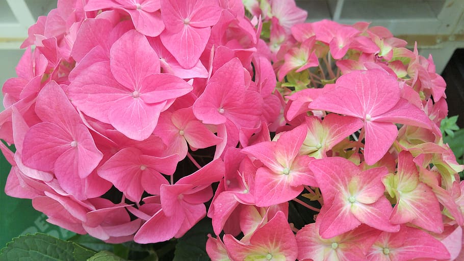 hydrangea, pink, flower, blossom, plant, nature, garden, bloom HD wallpaper