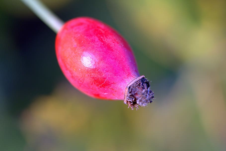 Wild Rose, Fruit, Red, Orange, Plant, rosebush, sprig, stalk HD wallpaper