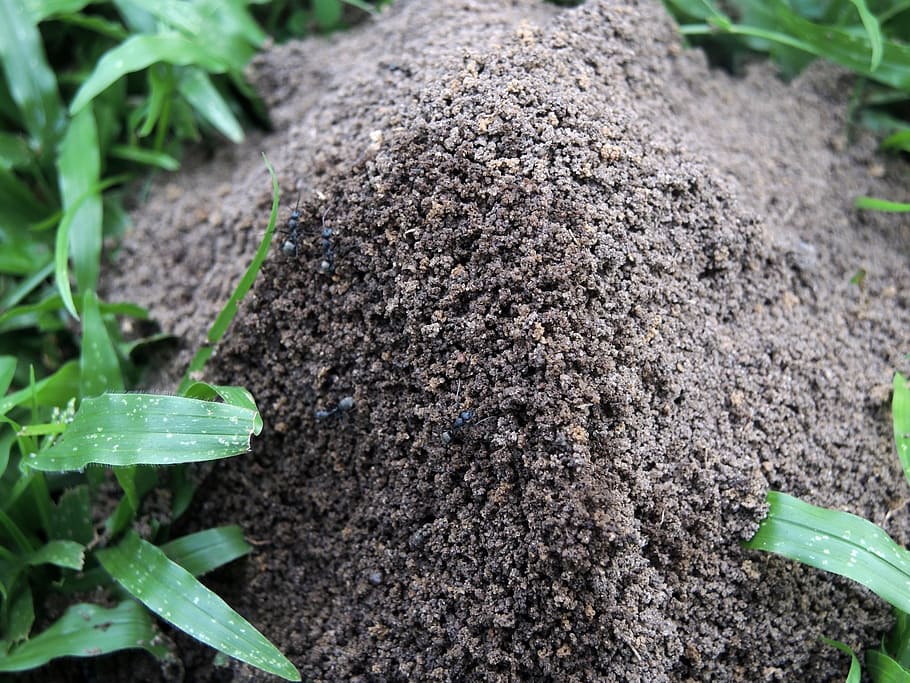 ant, hill, field, insect, summer, africa, growth, plant part HD wallpaper