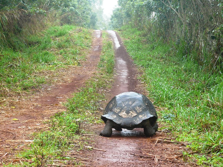 black turtle on road, Solitude, Path, towards, giant tortoise HD wallpaper