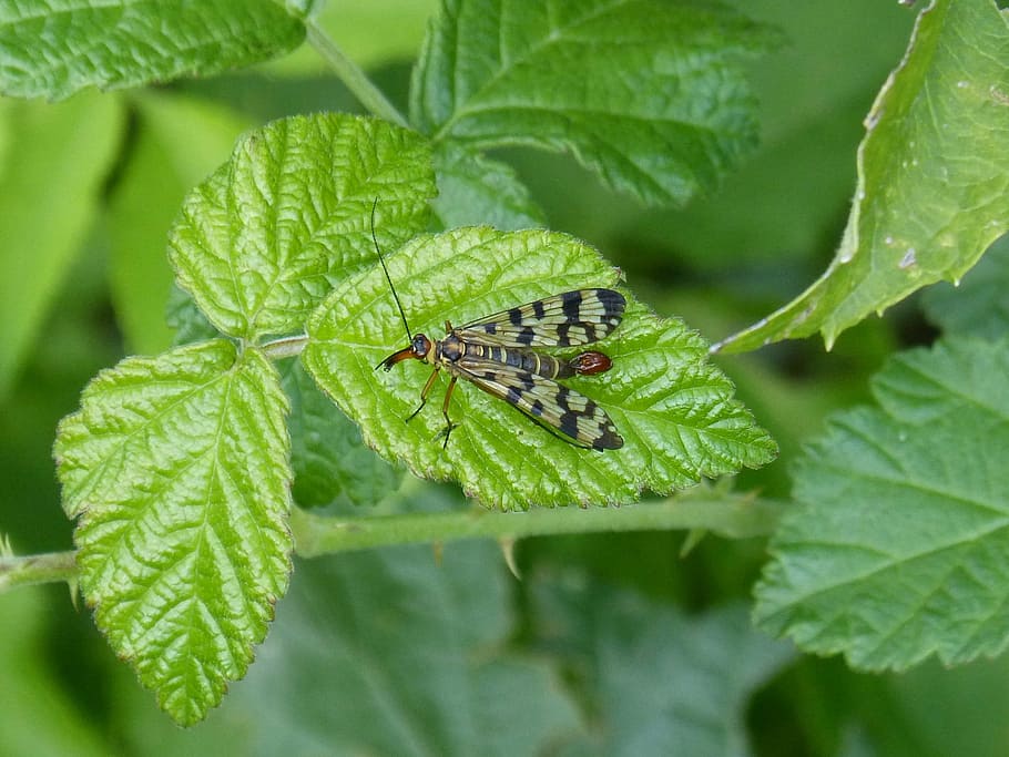 panorpa communis, scorpion fly, insect, wings, leaf, blackberry, HD wallpaper