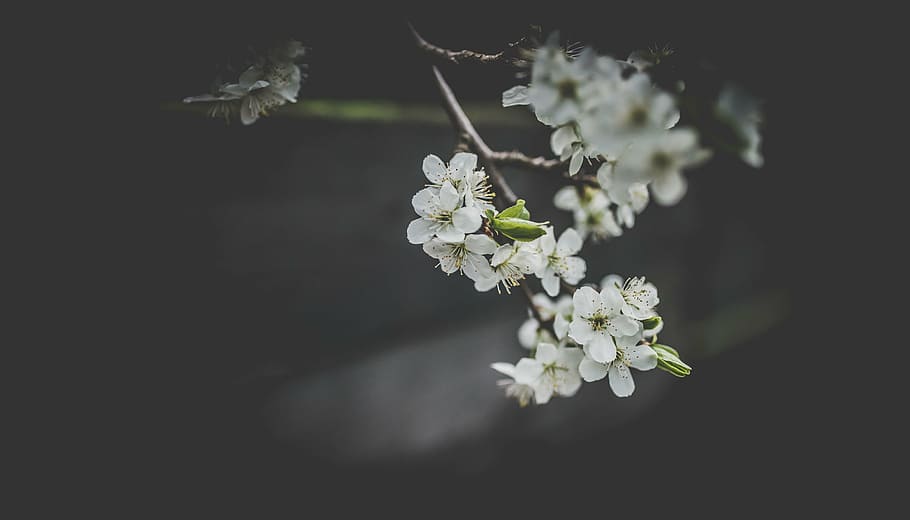 white flowers, bloom, blossoms, nature, plant, blur, branch HD wallpaper
