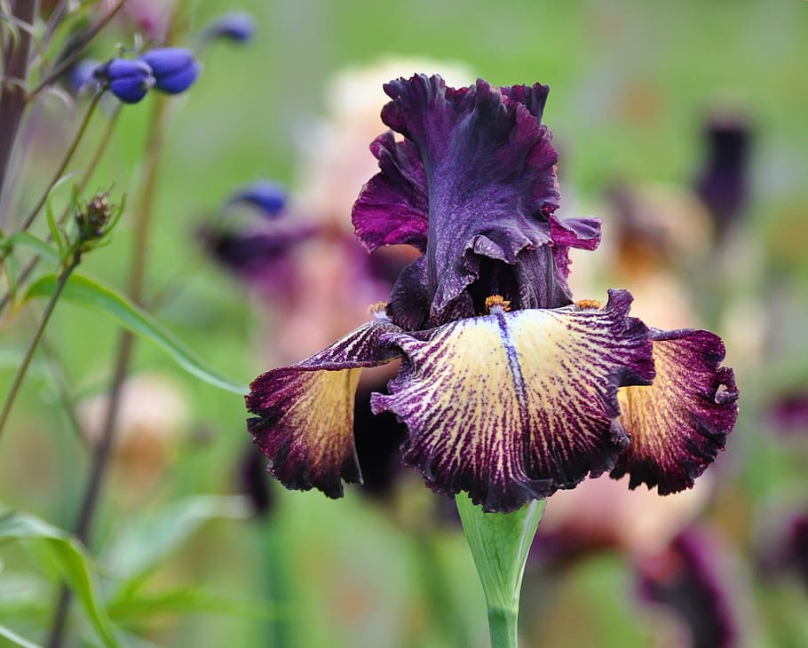 selective focus photography of yellow and purple tall bearded iris flower HD wallpaper