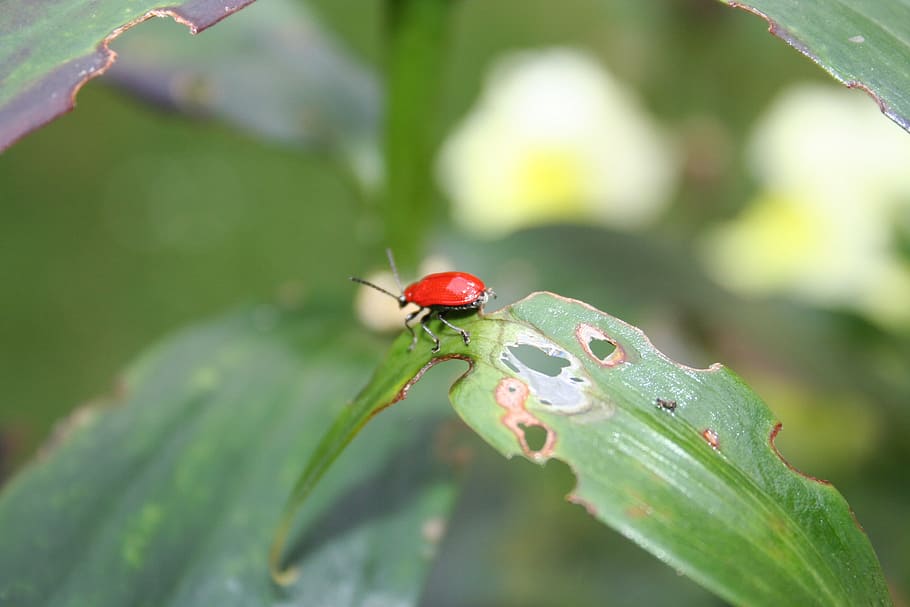 beetle, red beetle, leaf damage, lily chicken, insect, invertebrate HD wallpaper