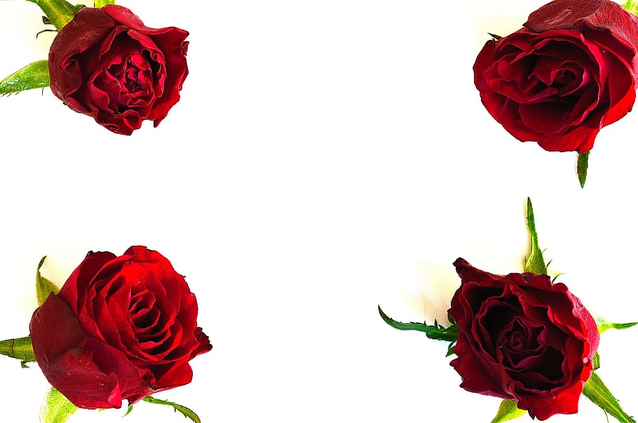 four red petaled roses, flowers, plants, nature, postcard, macro, HD wallpaper