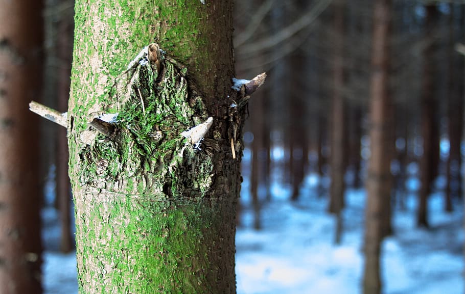 tree, forest, snow, winter, nature, baustamm, green, mood, landscape HD wallpaper