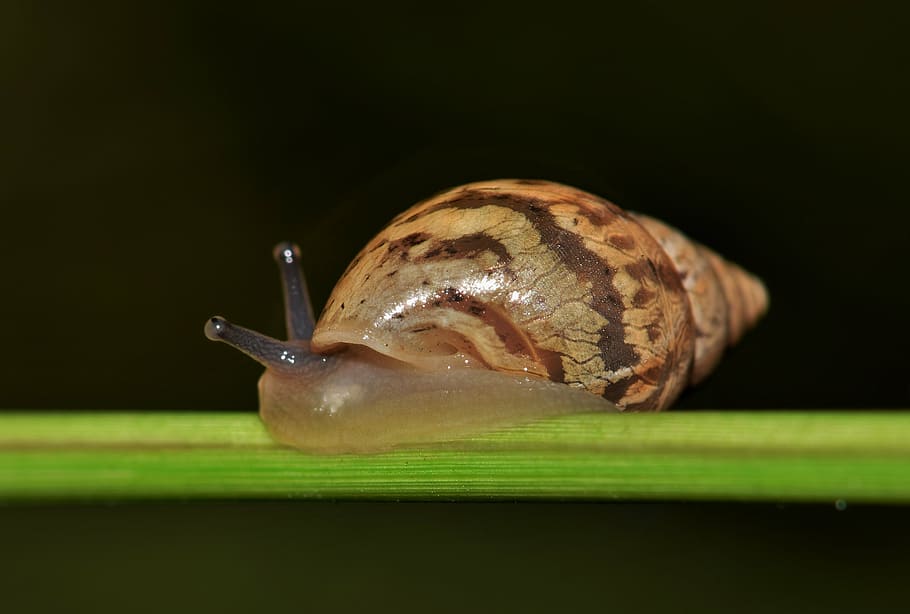 selective focus photography of snake, shell, snail, mollusk HD wallpaper