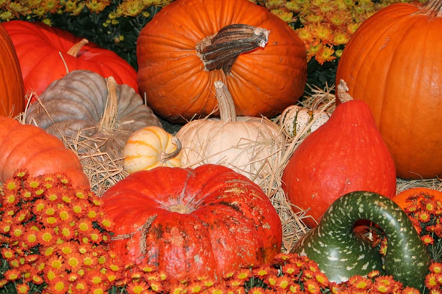 bunch of squash, fall, pumpkin, orange, gourd, autumn, halloween HD wallpaper