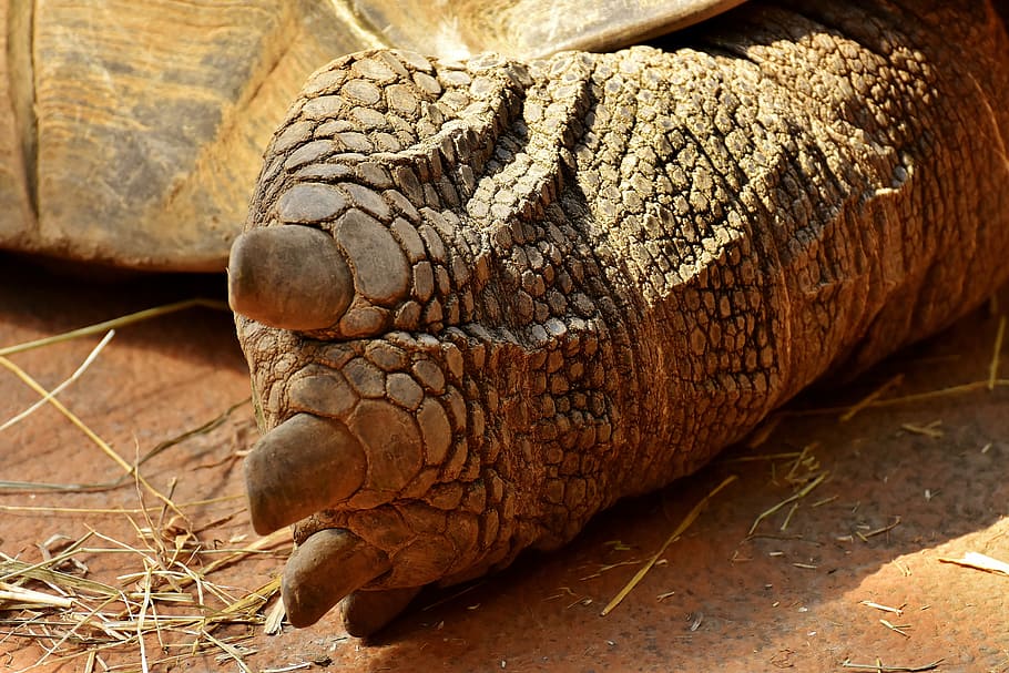 Giant Tortoise, Foot, Rear, Turtle, animal world, one animal HD wallpaper