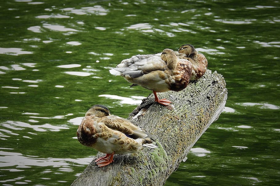 ducks, lake, trunk, summer, bird, vertebrate, animal themes HD wallpaper