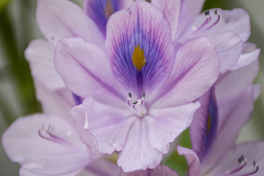 orchid, purple, lotus, flowers, cho, refreshing, the green, HD wallpaper