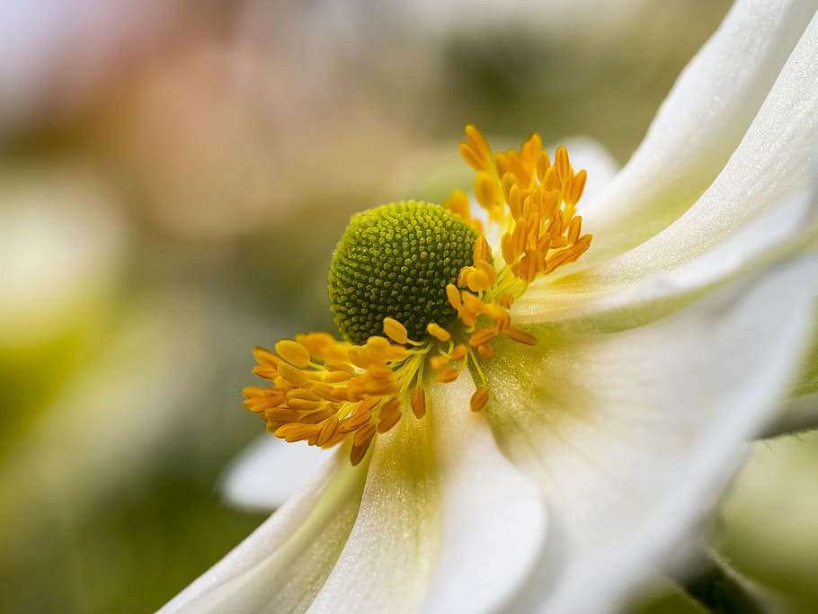 anemone, hupenhensis, japonica, flowers, gardens, white flowers