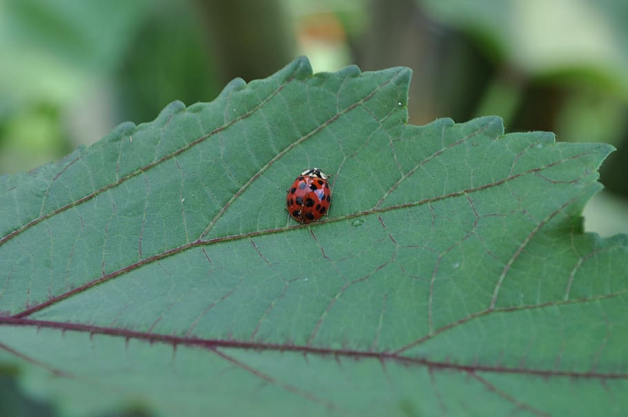 ladybug, insect, nature, summer, plant part, leaf, invertebrate HD wallpaper