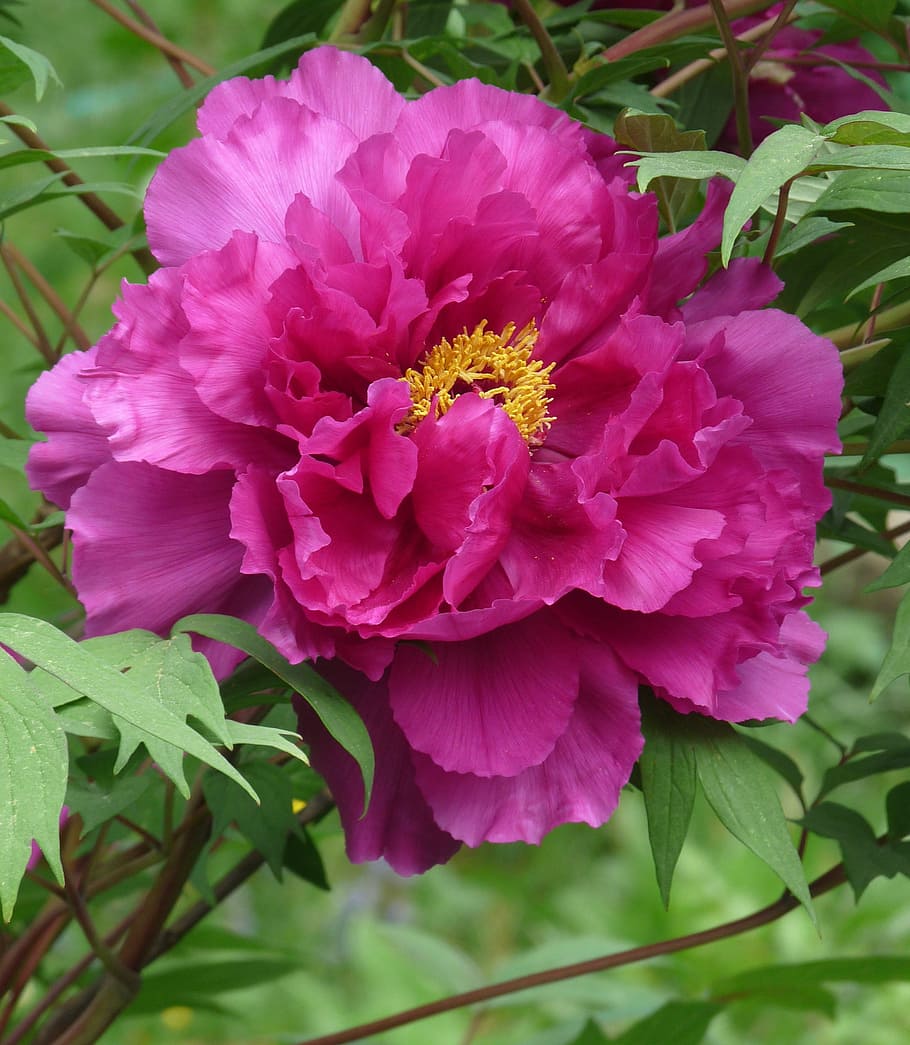 macro photography of pink peony flower, Büte, red, full, powerful HD wallpaper