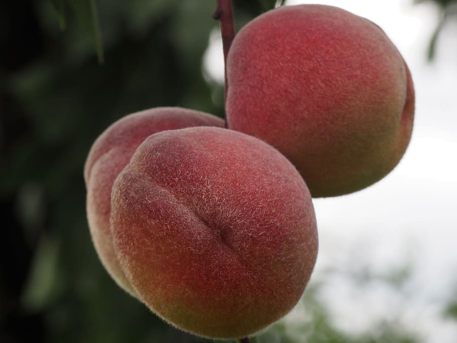 peach, fruit, healthy, peach tree, eat, fruits, delicious, red HD wallpaper