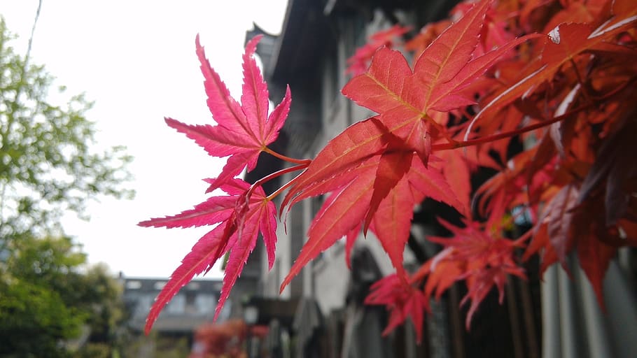 maple, red, red leaves, plant, autumn, leaf, plant part, close-up HD wallpaper