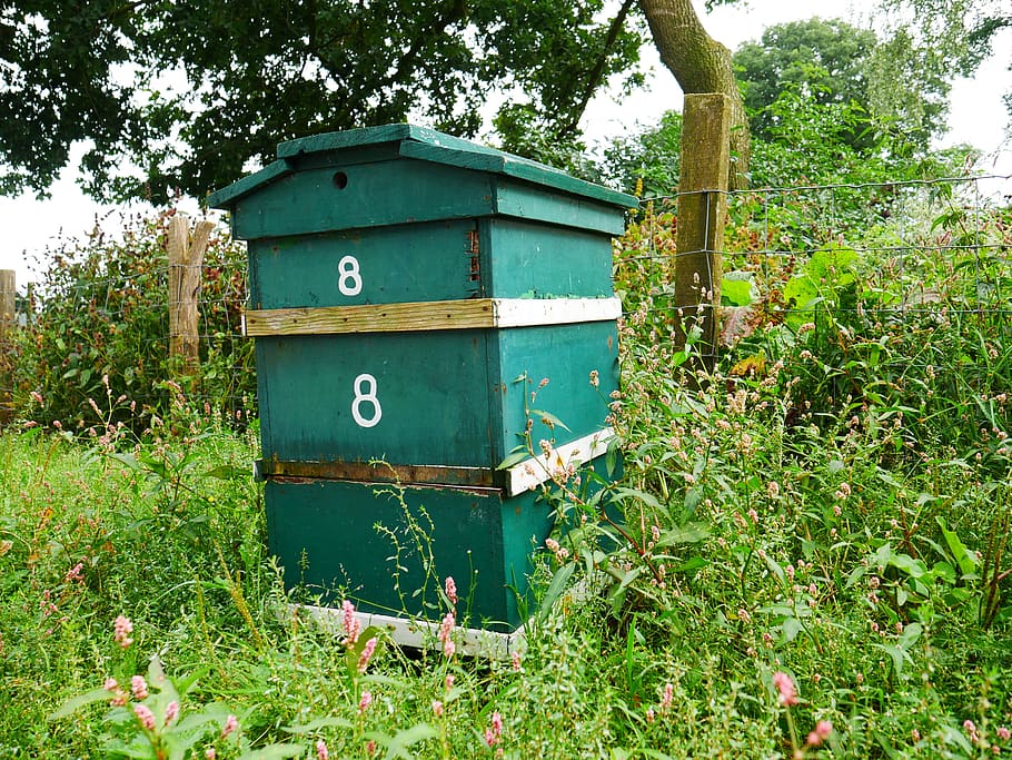 bees, wet, bug, nature, bumblebee, beehive, orchard, spray
