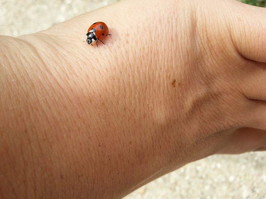 ladybug, lucky charm, beetle, siebenpunkt, insect, nature, close-up HD wallpaper