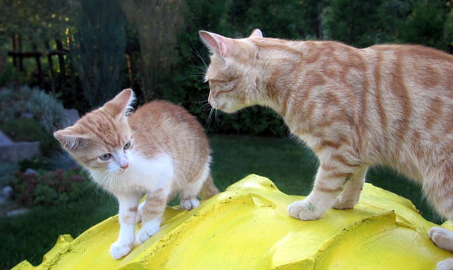 kitten, cat cat, chick, animal themes, mammal, domestic, feline HD wallpaper