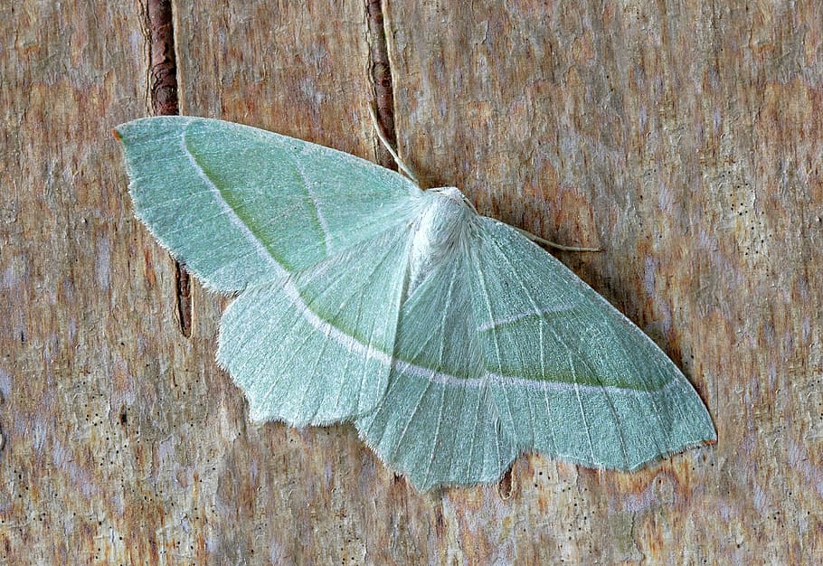green moth on brown surface at daytime, macro, insect, lepidoptera HD wallpaper