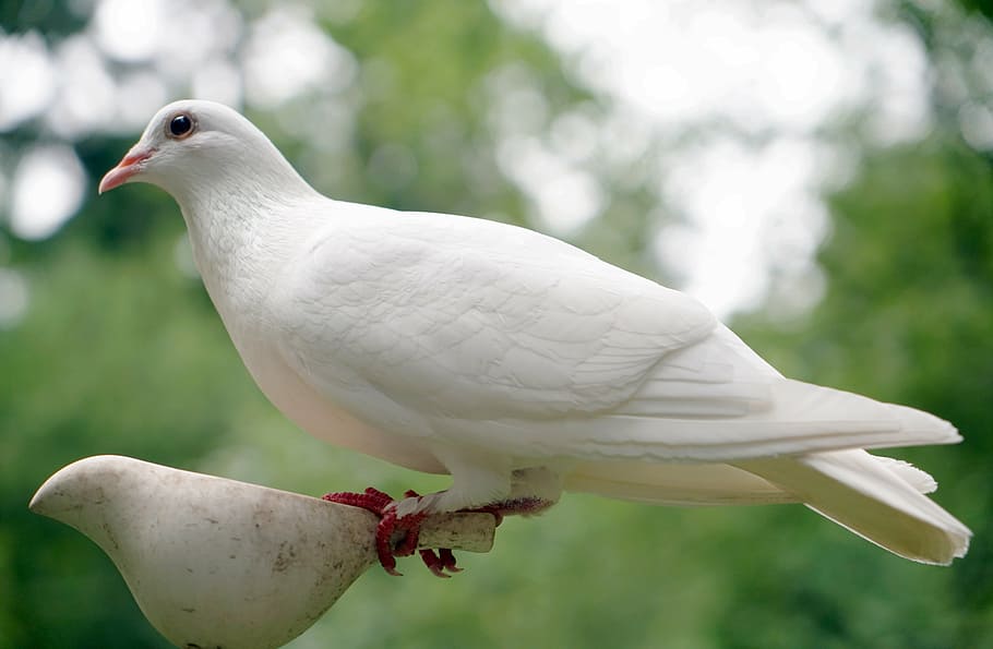photo of white dove, bird, nature, peace, hope, symbol, religion, HD wallpaper