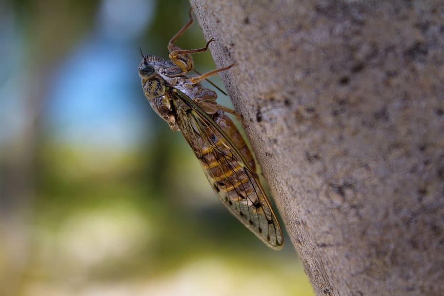 cicada, insect, summer, animal wildlife, animal themes, animals in the wild HD wallpaper